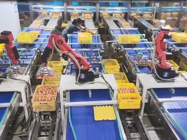 雞蛋機(jī)器人自動裝筐